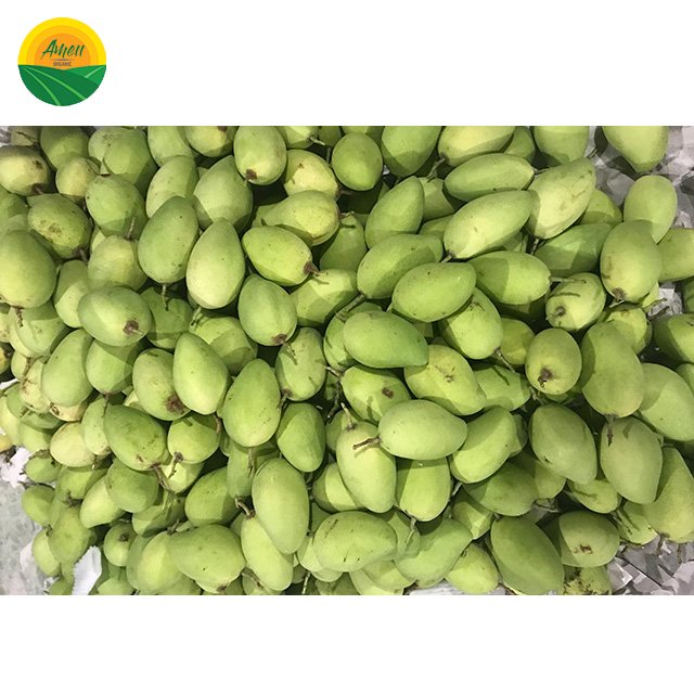 Xoài Cát Chu Ameii chuẩn xuất khẩu (4)