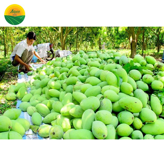 Xoài Cát Chu Ameii chuẩn xuất khẩu (1)