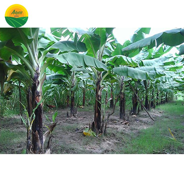 Chuối tiêu Cavendish Ameii chuẩn xuất khẩu (4)