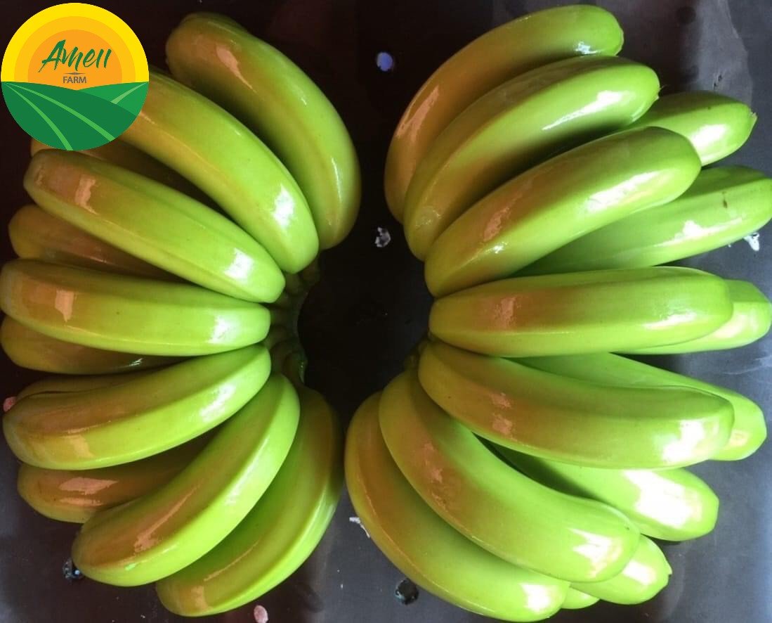 Chuối tiêu Cavendish Ameii chuẩn xuất khẩu (2)