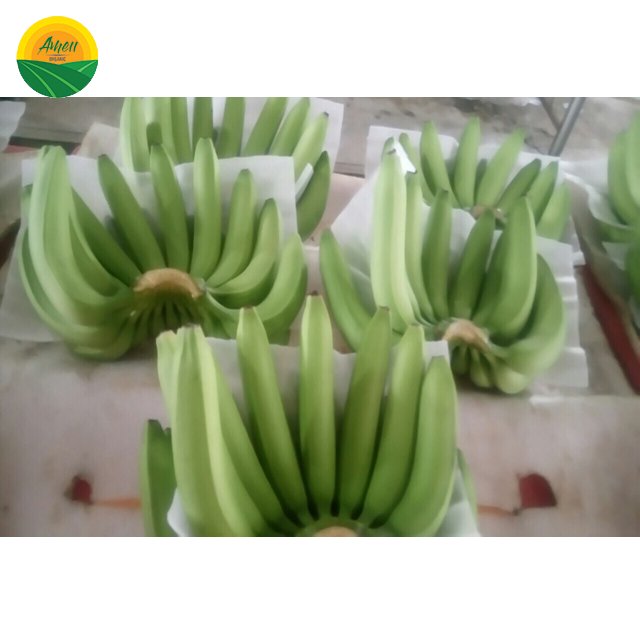 Chuối tiêu Cavendish Ameii chuẩn xuất khẩu (3)