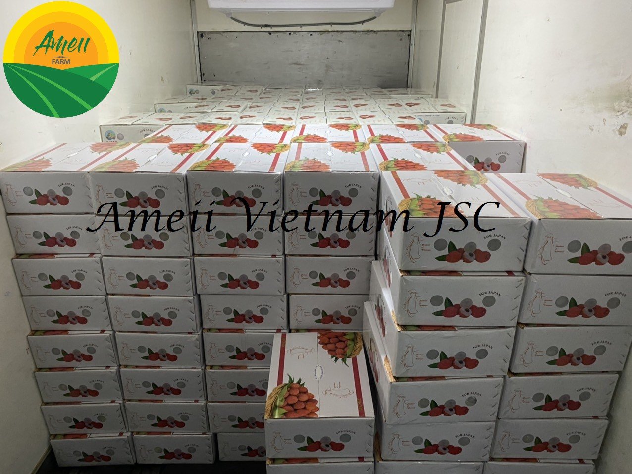 Vải thiều tươi Ameii đóng khay xuất khẩu (3)