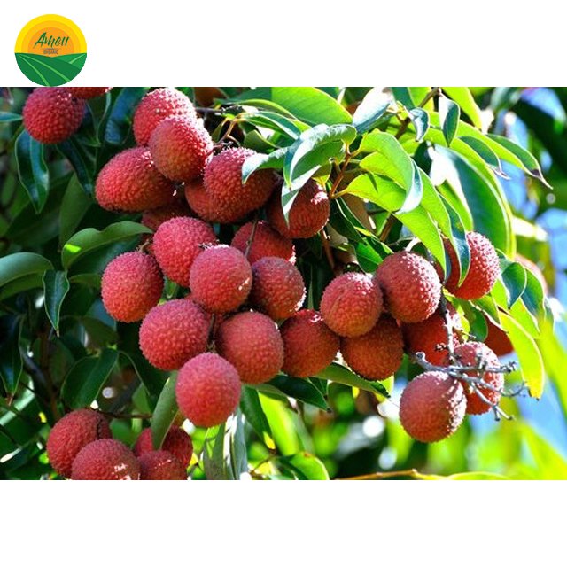 Vải thiều tươi Ameii đóng khay xuất khẩu (2)