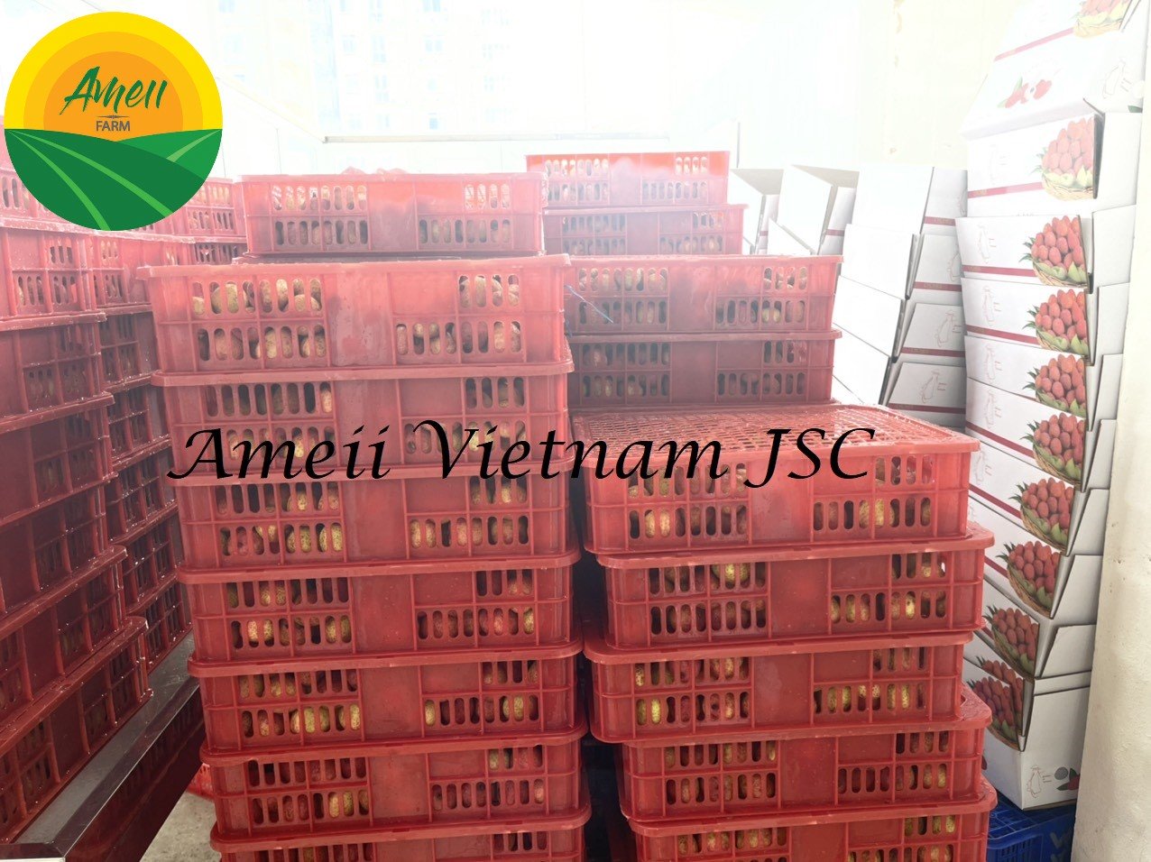 Vải thiều tươi Ameii đóng khay xuất khẩu (4)