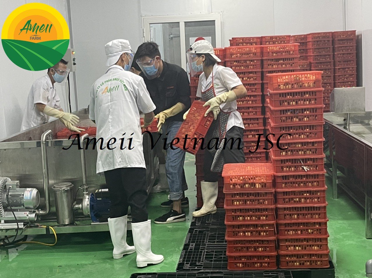 Vải thiều tươi Ameii đóng khay xuất khẩu (1)