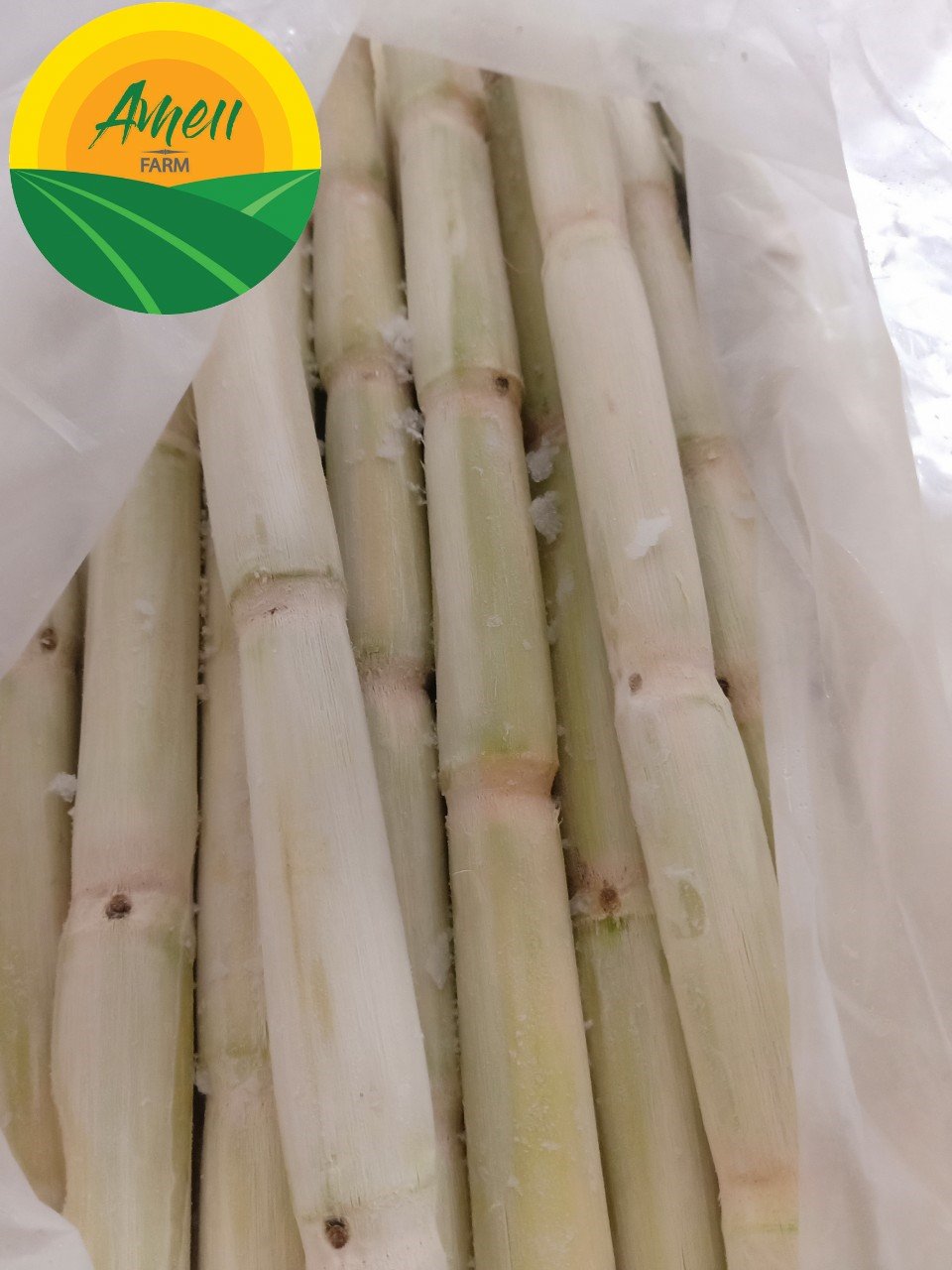 Mía tươi cấp đông Ameii (4)