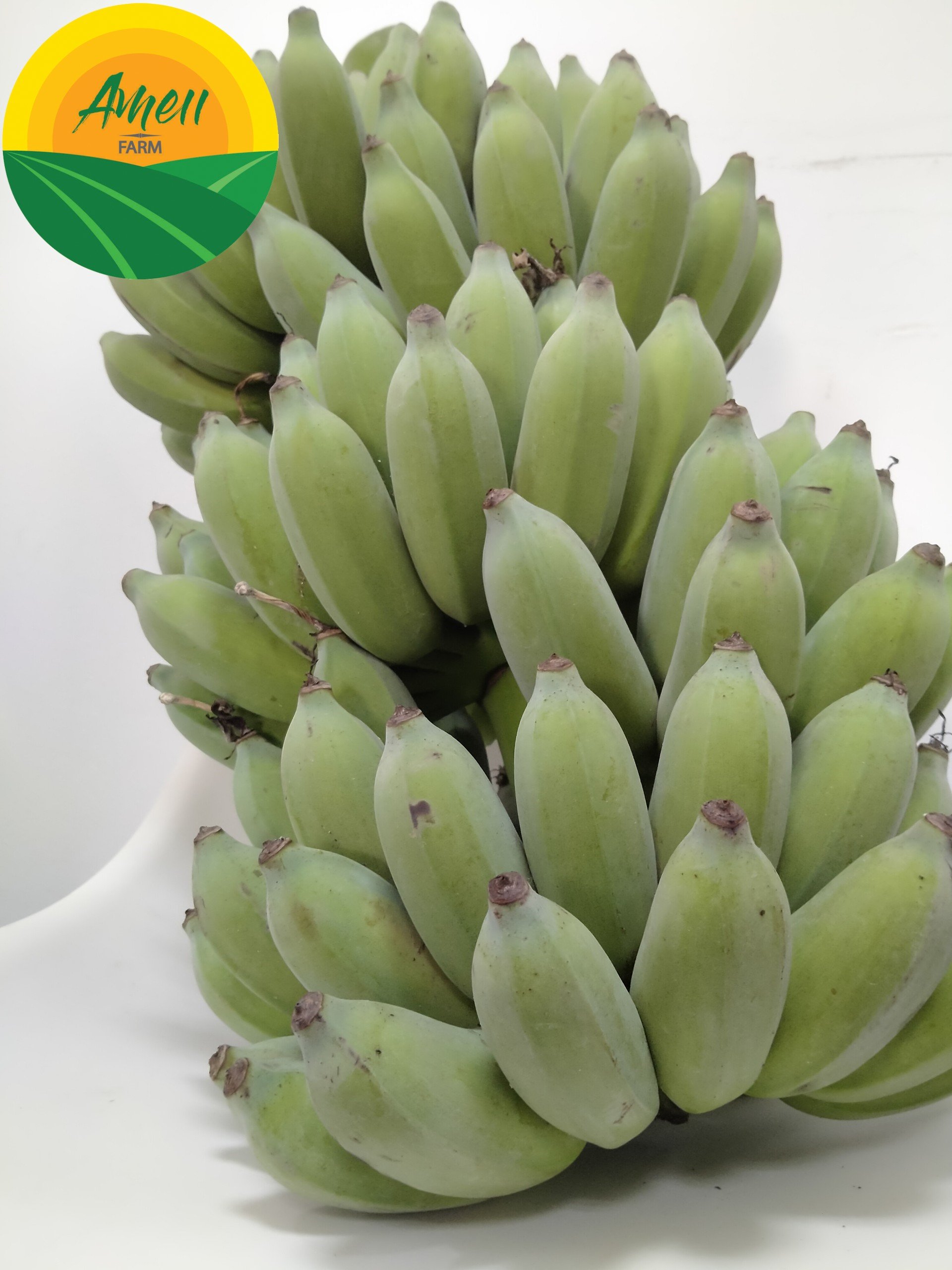 Chuối sứ Ameii chuẩn xuất khẩu (2)