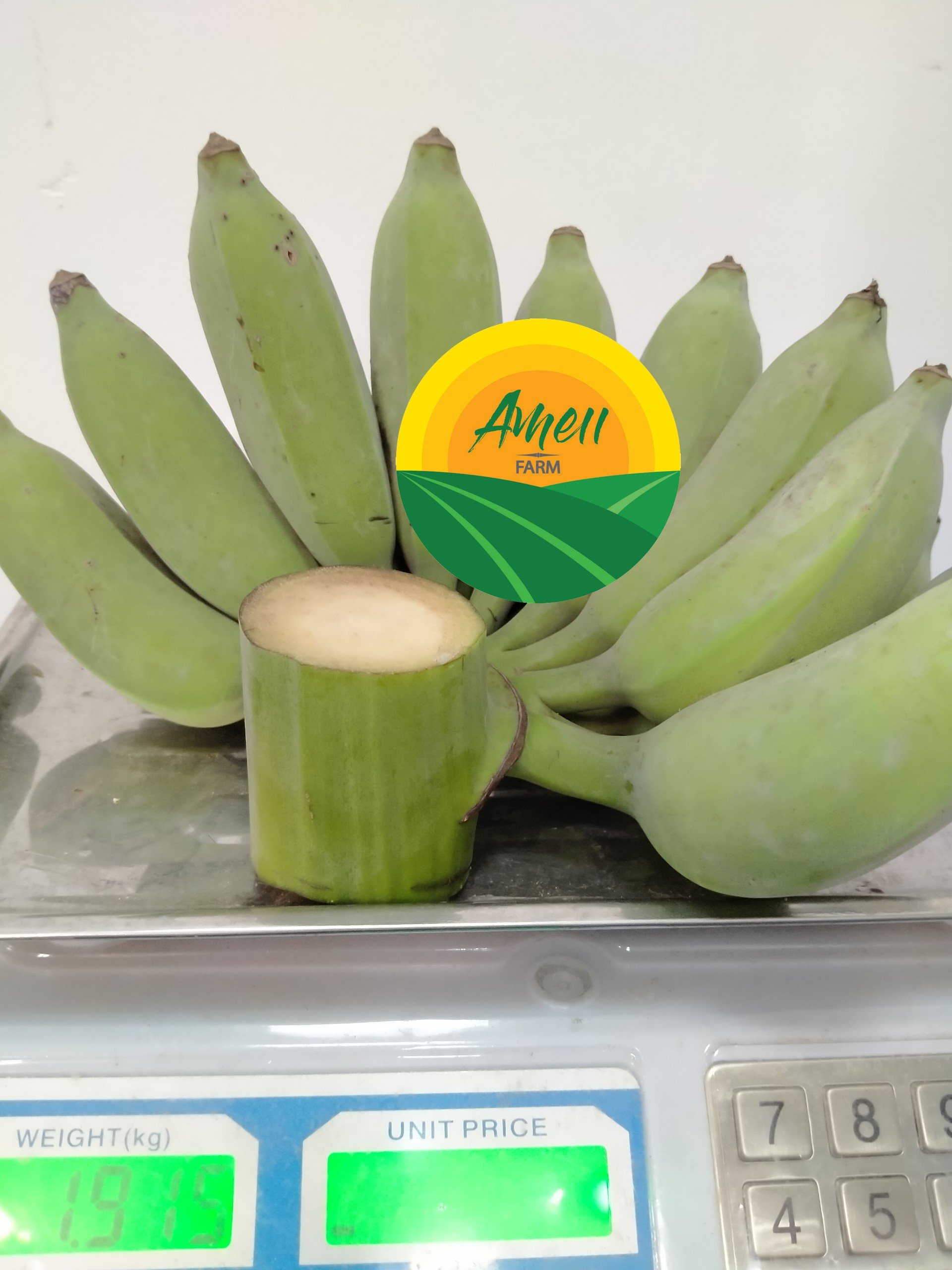 Chuối sứ Ameii chuẩn xuất khẩu (3)