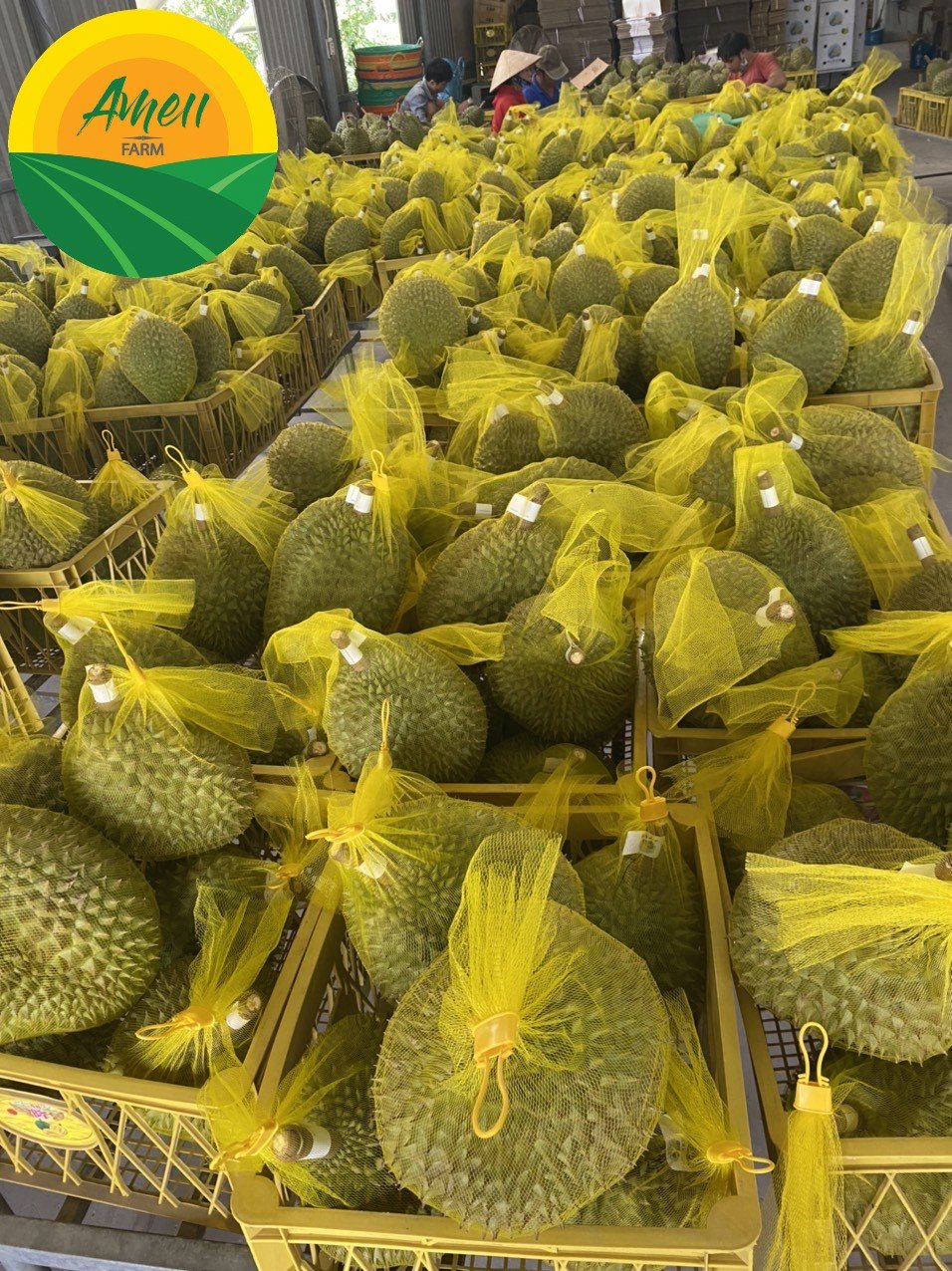 Sầu riêng Ri6 và Monthong Ameii (1)