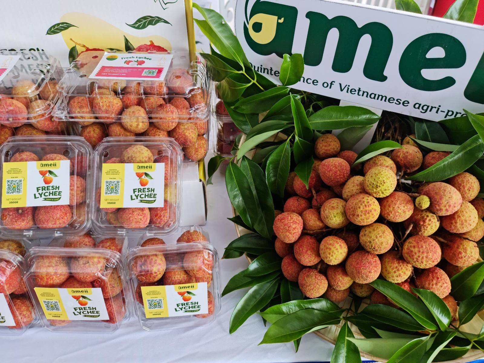 Kỷ luật Kiến Vàng